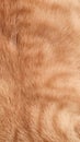 red cat fur, background texture, pets animals Royalty Free Stock Photo