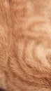 red cat fur, background texture, pets animals Royalty Free Stock Photo