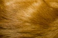 Red Cat Fur Texture Royalty Free Stock Photo