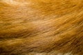 Red Cat Fur Texture Royalty Free Stock Photo