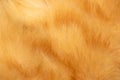 Red cat fur texture Royalty Free Stock Photo