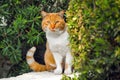 Cat in the garden