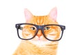 Red cat with glasses isolated on white background. Royalty Free Stock Photo