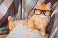 Red cat in glasses lying on sofa with book Royalty Free Stock Photo