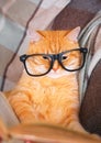 Red cat in glasses lying on sofa with book Royalty Free Stock Photo