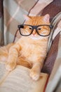 Red cat in glasses lying on sofa with book Royalty Free Stock Photo