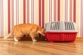 red cat goes into a pet carrier Royalty Free Stock Photo