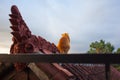 Red cat in golden light of sunset on asian roof Royalty Free Stock Photo