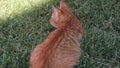 Red cat grass on lawn garden curious