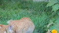 Red cat grass on lawn