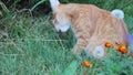 Red cat grass on lawn outdoor garden curious summer look
