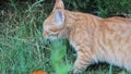 Red cat grass on lawn garden curious summer