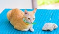 Red cat in green collar on blue bench. Summer outside photo of domestic pet.