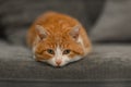 red cat with green eyes lies on the sofa, the pet is resting Royalty Free Stock Photo