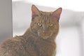 Red cat with green eyes looking funny at camera. Royalty Free Stock Photo