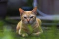 Red cat on green grass in country house yard. Ginger cat resting. Funny orange cat with arrogant face expression. Royalty Free Stock Photo