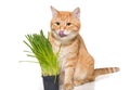 Red cat and green grass Royalty Free Stock Photo