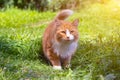 Red cat on the green grass . A pet. An ordinary cat. Cat on a walk. Walking Pets. Fear in the eyes of the animal. Photos for Royalty Free Stock Photo