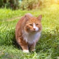 Red cat on the green grass . A pet. An ordinary cat. Cat on a walk. Walking Pets. Fear in the eyes of the animal. Photos for Royalty Free Stock Photo