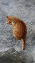 Red cat on grey asphalt in Cyprus Royalty Free Stock Photo
