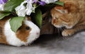 Red cat . Guinea pig. Royalty Free Stock Photo