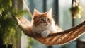 red cat on a hammock A small red kitten with a gentle purr, nestled comfortably in a hammock