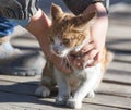 Red cat in hands on nature Royalty Free Stock Photo