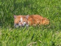 Red cat hides in the grass Royalty Free Stock Photo