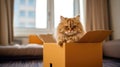 The red cat is hiding in a box in the Royalty Free Stock Photo