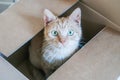 Red cat hiding in a carton box looking up Royalty Free Stock Photo