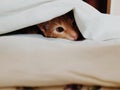 Red cat hiding under the blanket. Peeps Royalty Free Stock Photo