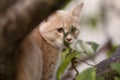 Red cat hunting on nature hiding behind trees and foliage, wild life of pets, animal habits Royalty Free Stock Photo