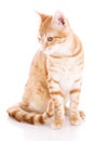 Red cat isolated on a white Royalty Free Stock Photo