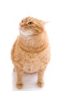 Red cat isolated on a white Royalty Free Stock Photo