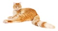 Red cat isolated on white background Royalty Free Stock Photo