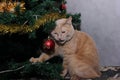 A red cat with its tongue hanging out is sitting at home under an artificial Christmas tree. Poor health of the cat