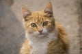 red Cat with kind green eyes, Little kitten. Portrait cute ginger. happy adorable cat, Beautiful fluffy red orange outdoors Royalty Free Stock Photo