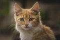 red Cat with kind green eyes, Little kitten. Portrait cute ginger. happy adorable cat, Beautiful fluffy red orange outdoors Royalty Free Stock Photo