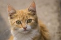 red Cat with kind green eyes, Little kitten. Portrait cute ginger. happy adorable cat, Beautiful fluffy red orange outdoors Royalty Free Stock Photo