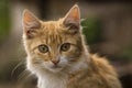 red Cat with kind green eyes, Little kitten. Portrait cute ginger. happy adorable cat, Beautiful fluffy red orange outdoors Royalty Free Stock Photo