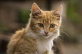 red Cat with kind green eyes, Little kitten. Portrait cute ginger. happy adorable cat, Beautiful fluffy red orange outdoors Royalty Free Stock Photo