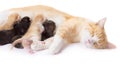 Red cat with kittens Royalty Free Stock Photo