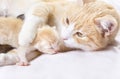 Red cat with kittens Royalty Free Stock Photo