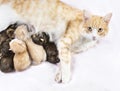 Red cat with kittens Royalty Free Stock Photo