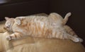 Red cat laying on a sofa. Fluffy belly furry body. Domestic chilling adult cat. Cute pet slipping at home sunny light