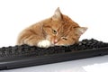 Red cat lays on the keyboard Royalty Free Stock Photo