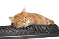 Red cat lays on the keyboard