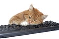 Red cat lays on the keyboard