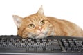 Red cat lays on the keyboard Royalty Free Stock Photo