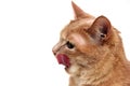 The red cat licks her lips. Cat`s tongue close-up Royalty Free Stock Photo